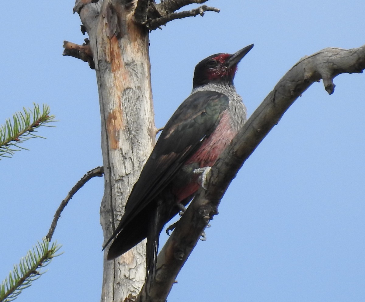 Lewis's Woodpecker - ML623817248