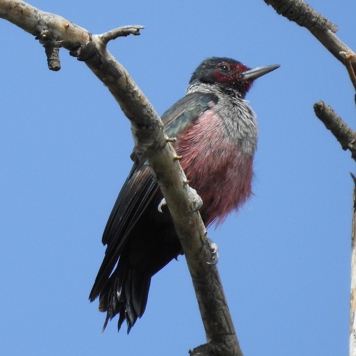 Lewis's Woodpecker - ML623817251