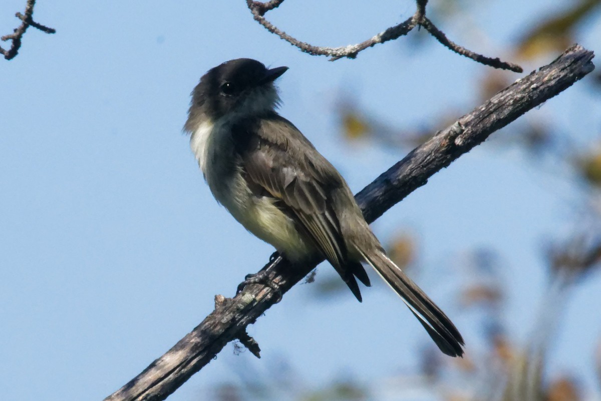 Eastern Phoebe - ML623817259