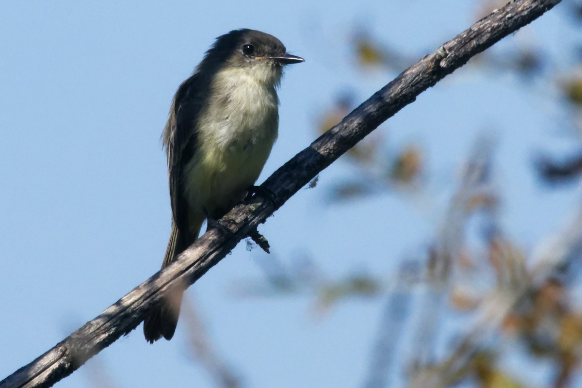 Eastern Phoebe - ML623817266