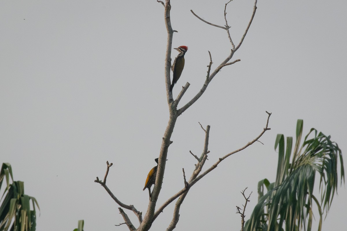 Greater Flameback - ML623817267