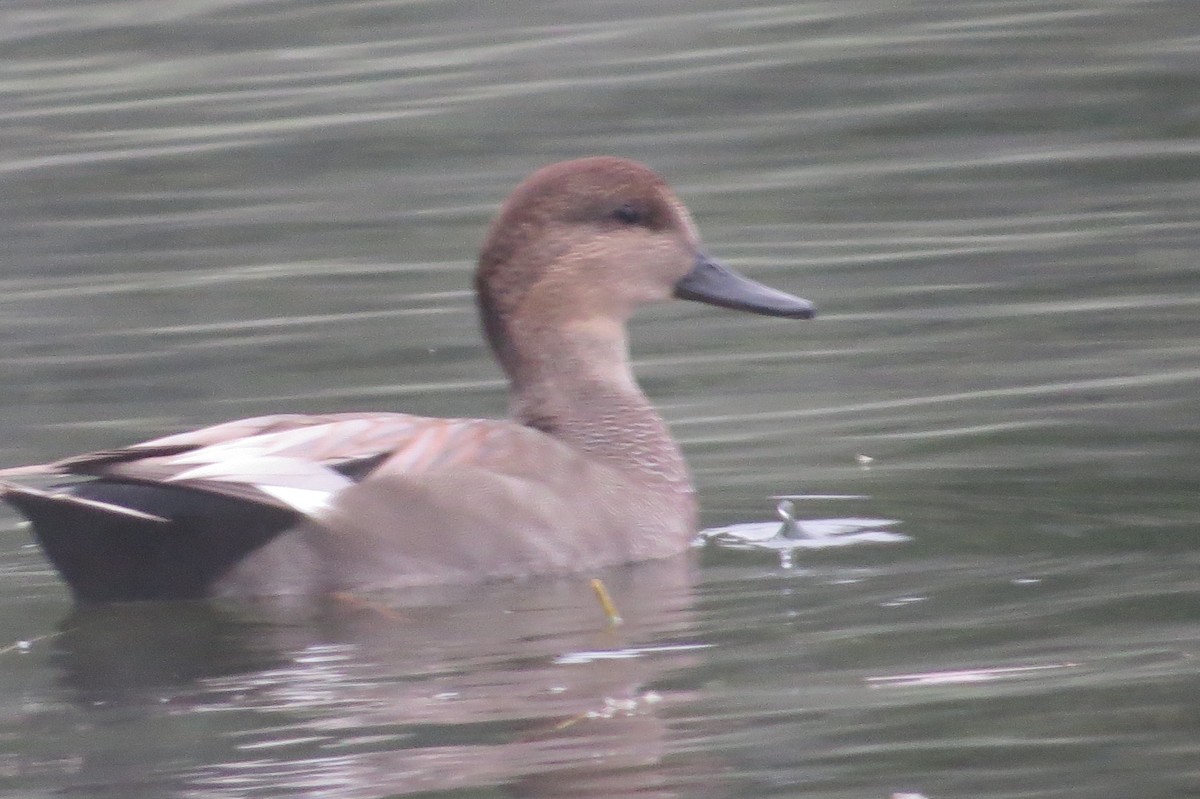 Gadwall - ML623817271