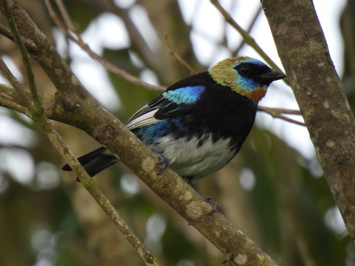 Golden-hooded Tanager - Santiago Mora Abarca