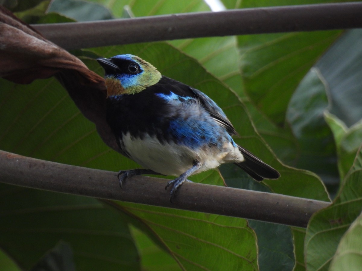 Golden-hooded Tanager - ML623817275