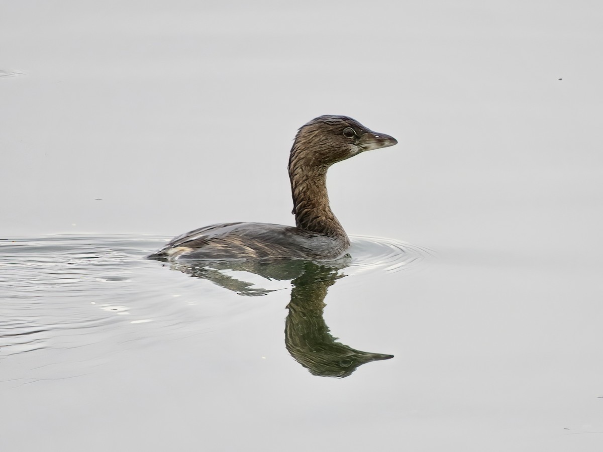 Pied-billed Grebe - Kenneth Weaver