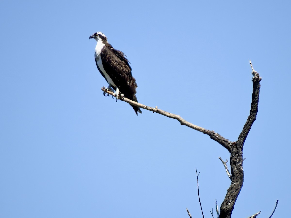 Águila Pescadora - ML623817285