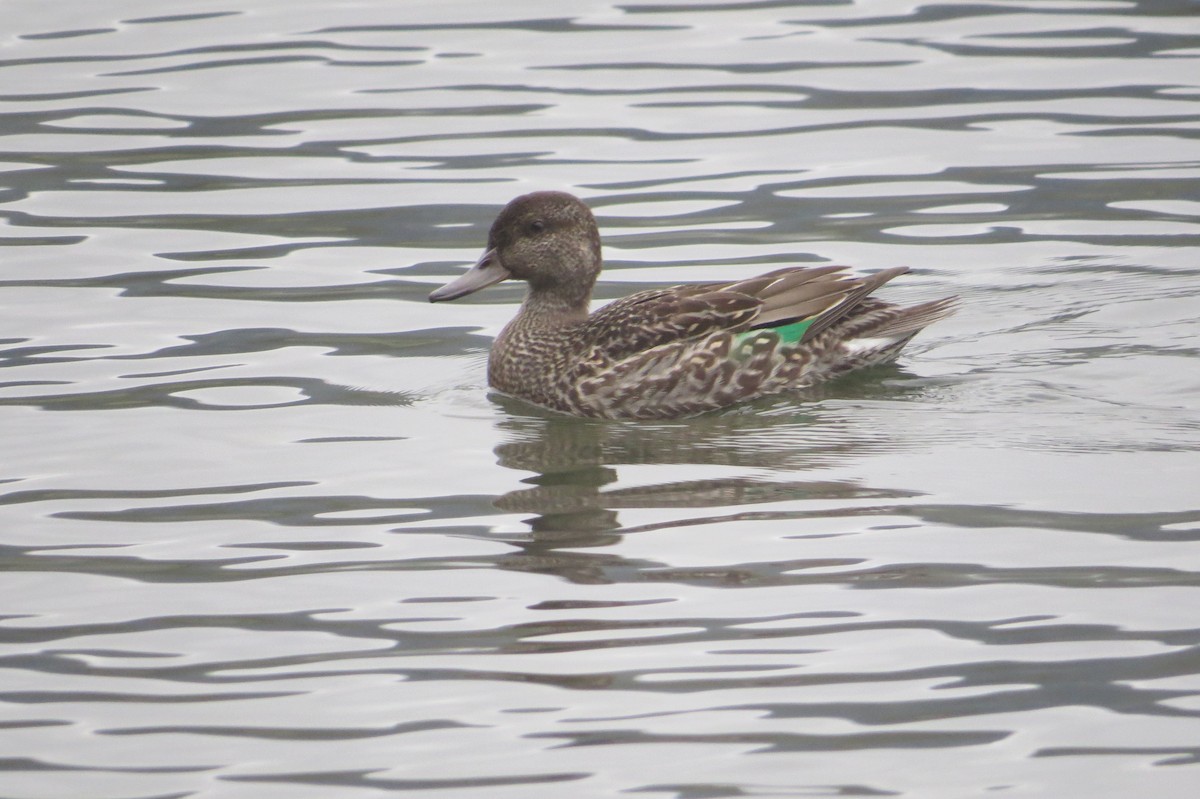 Green-winged Teal - ML623817299