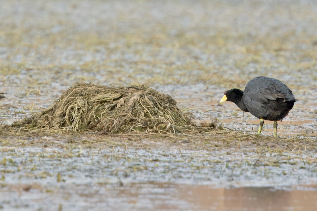 Slate-colored Coot - ML623817300