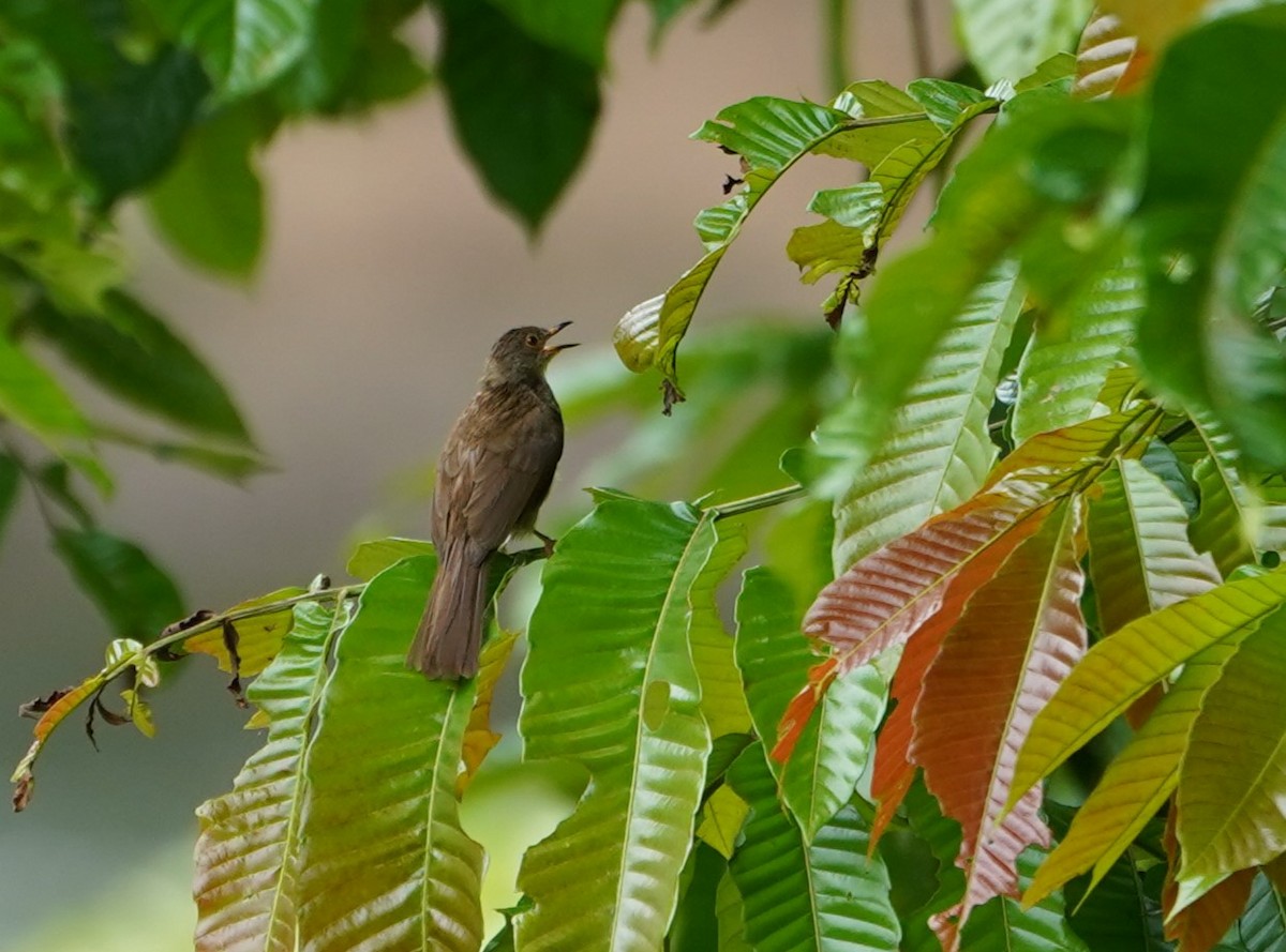 Spectacled Bulbul - ML623817302