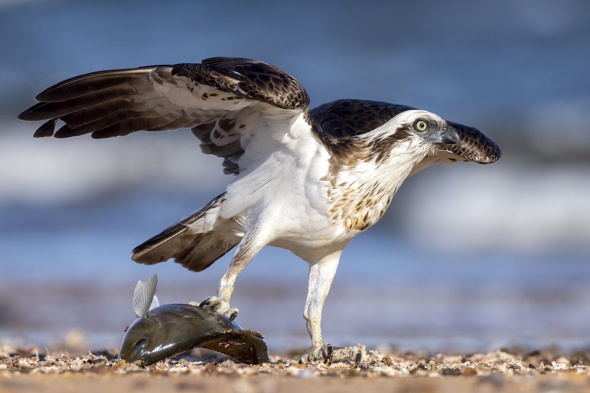 Osprey - Jeremy Edwards