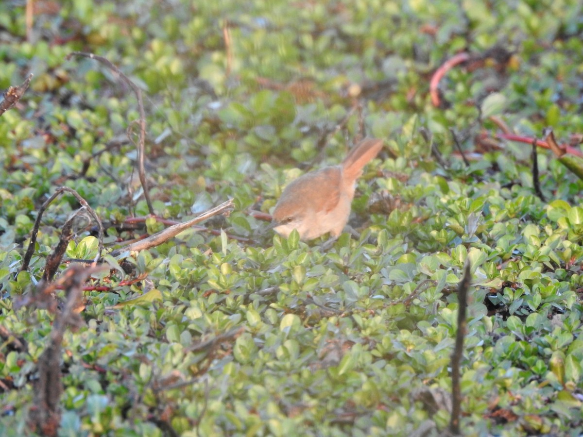 Yellow-chinned Spinetail - ML623817359