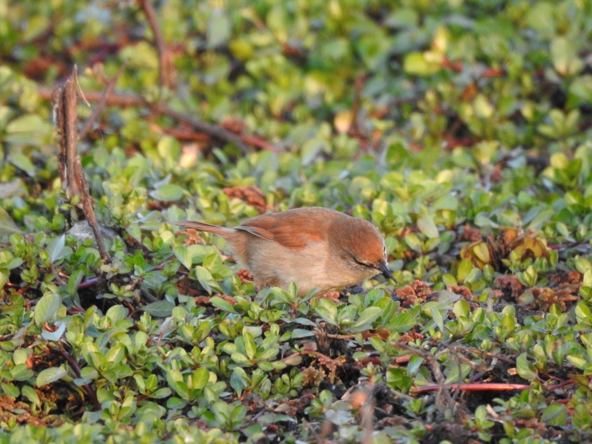 Yellow-chinned Spinetail - ML623817360