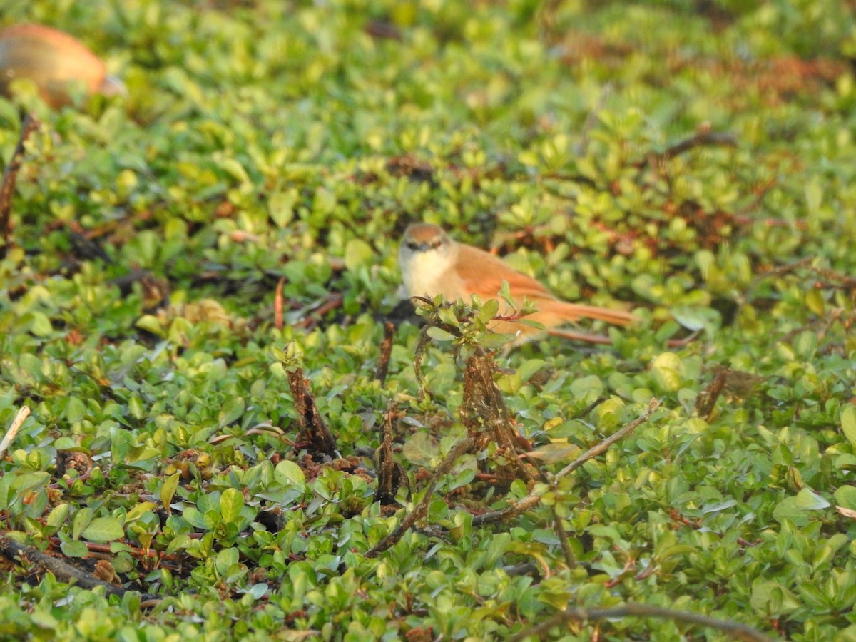 Yellow-chinned Spinetail - ML623817364