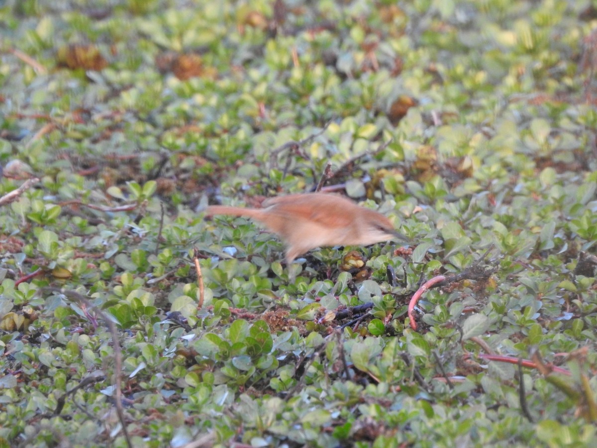 Yellow-chinned Spinetail - ML623817365