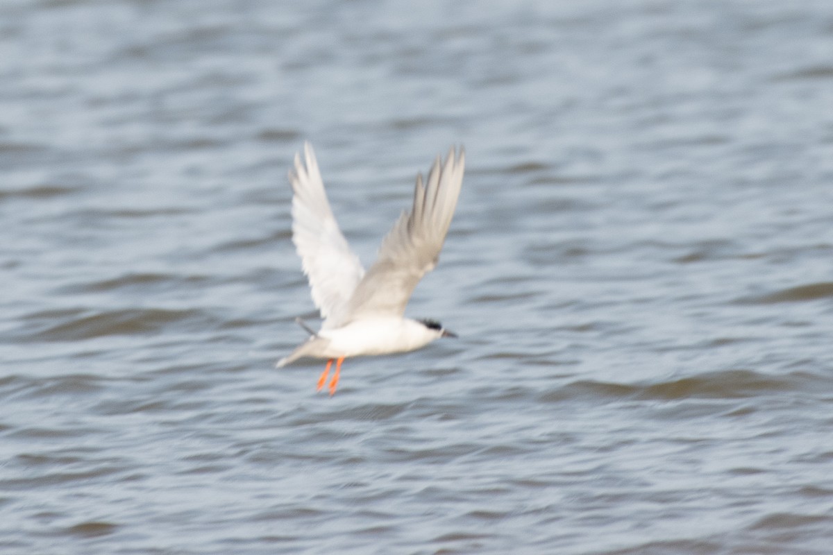 Forster's Tern - ML623817401