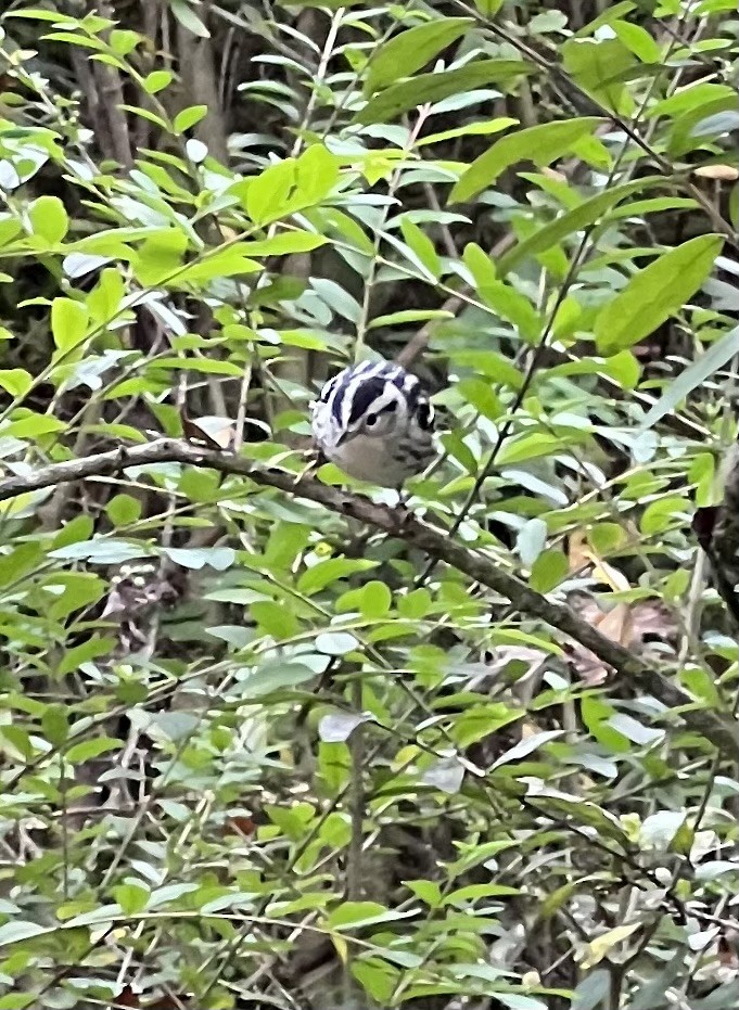 Black-and-white Warbler - ML623817416