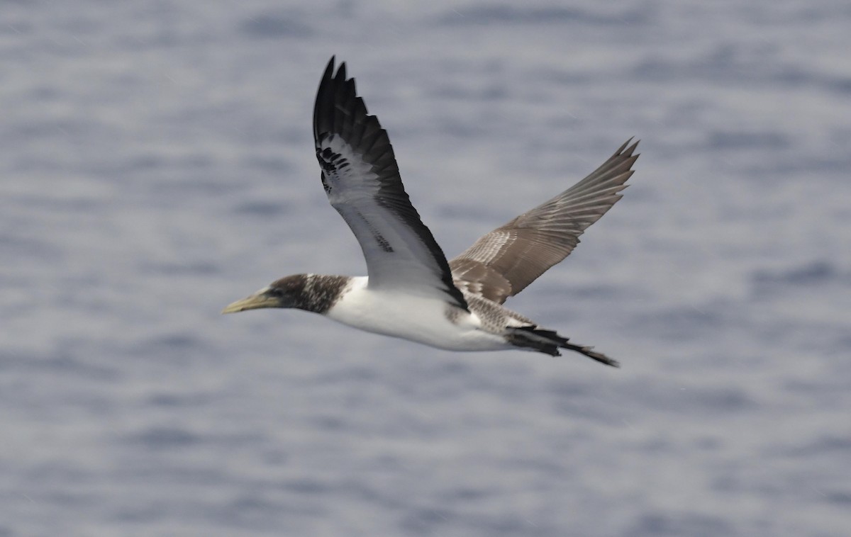 Masked Booby - ML623817455