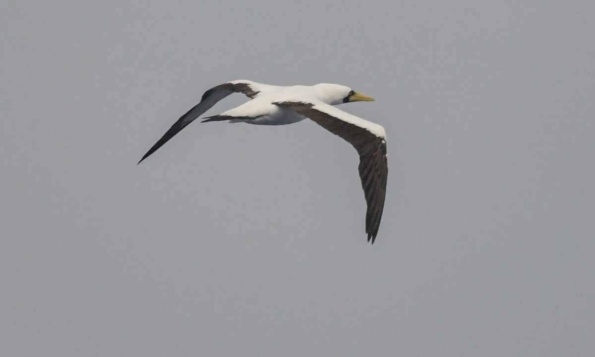 Masked Booby - ML623817456