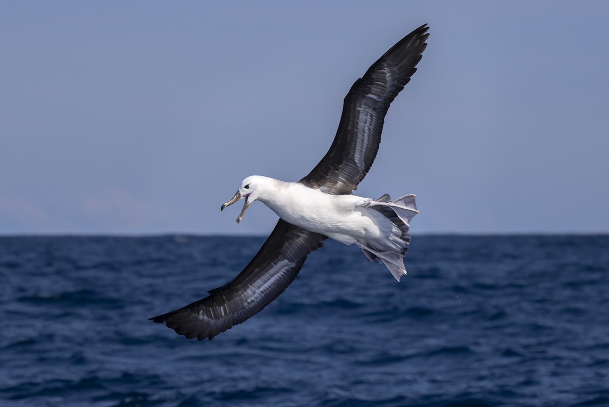 Black-browed Albatross (Black-browed) - ML623817471