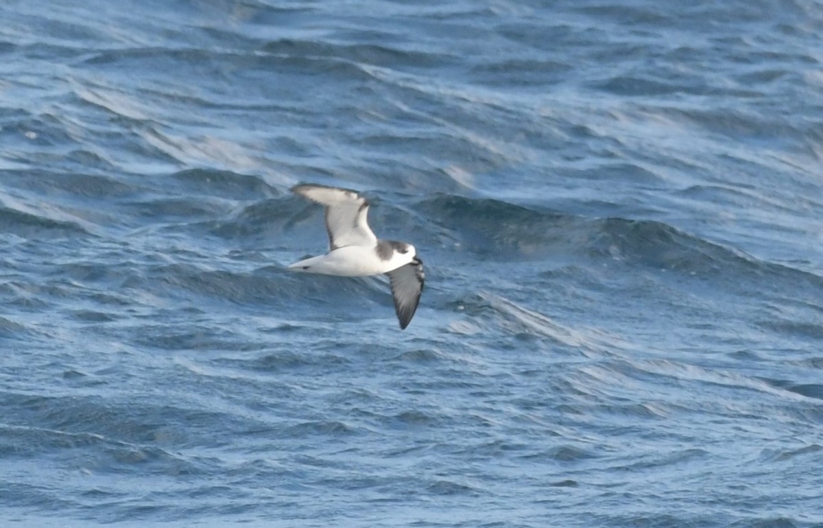 Stejneger's Petrel - ML623817588