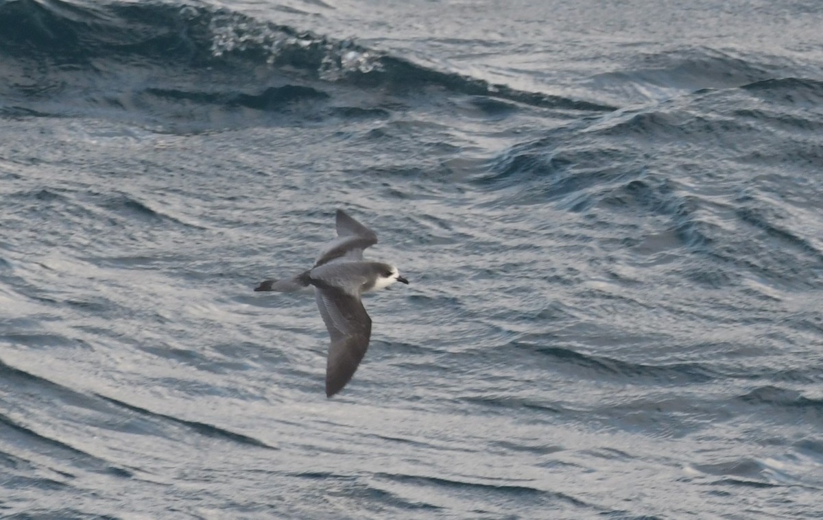 Stejneger's Petrel - ML623817589