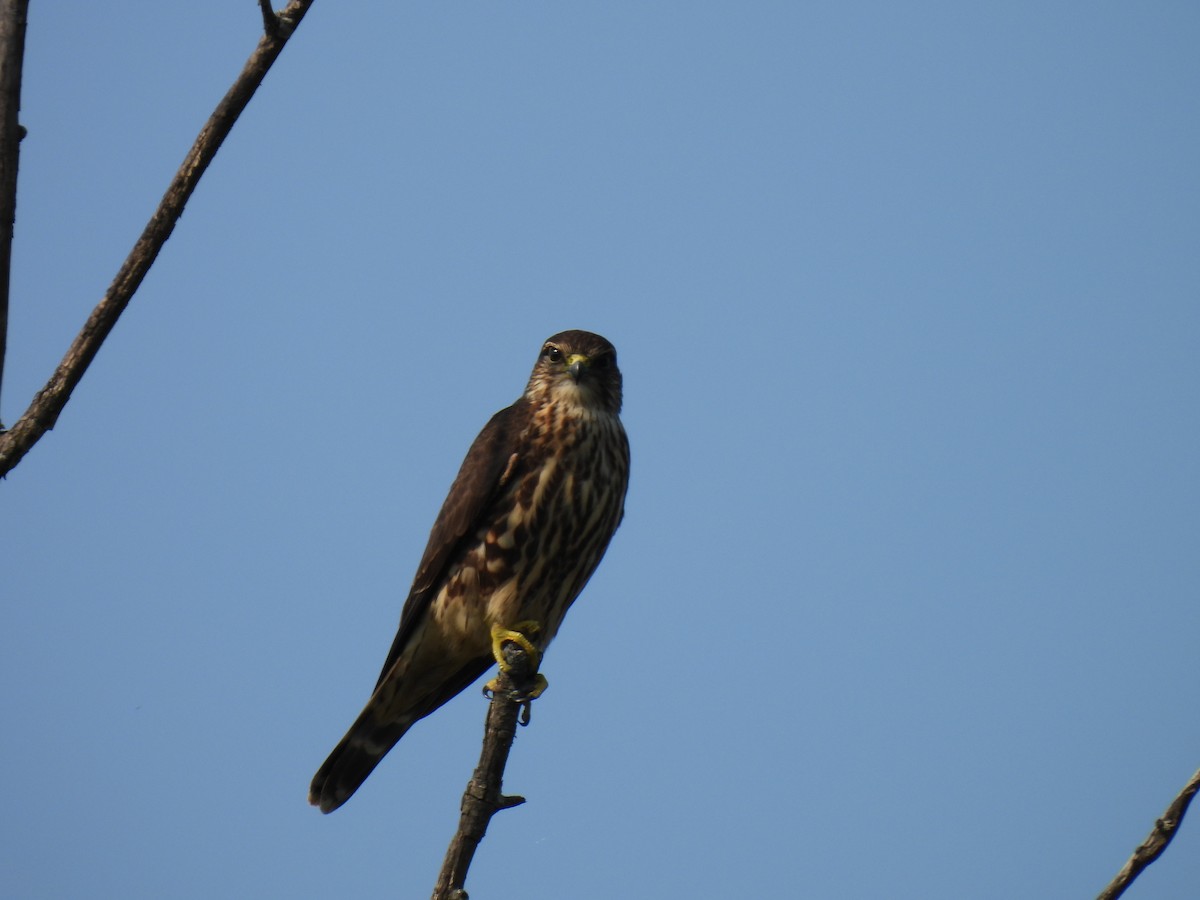 コチョウゲンボウ（columbarius） - ML623817593