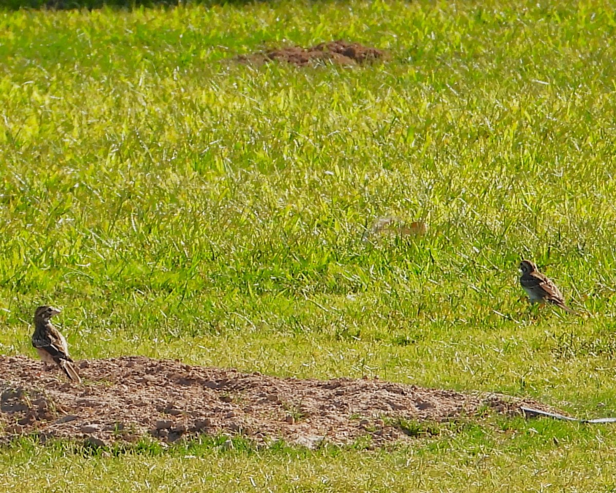 Lark Sparrow - ML623817598