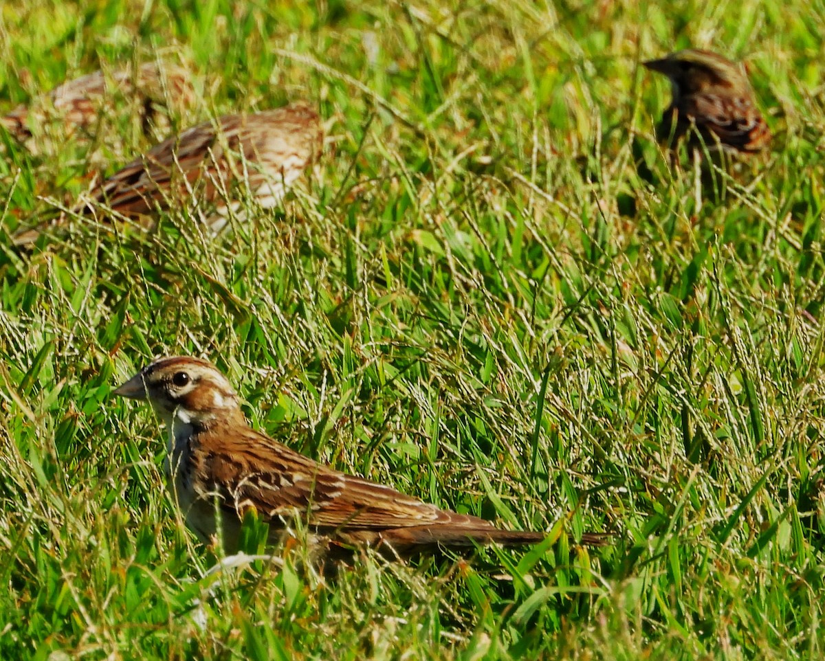 Lark Sparrow - ML623817599