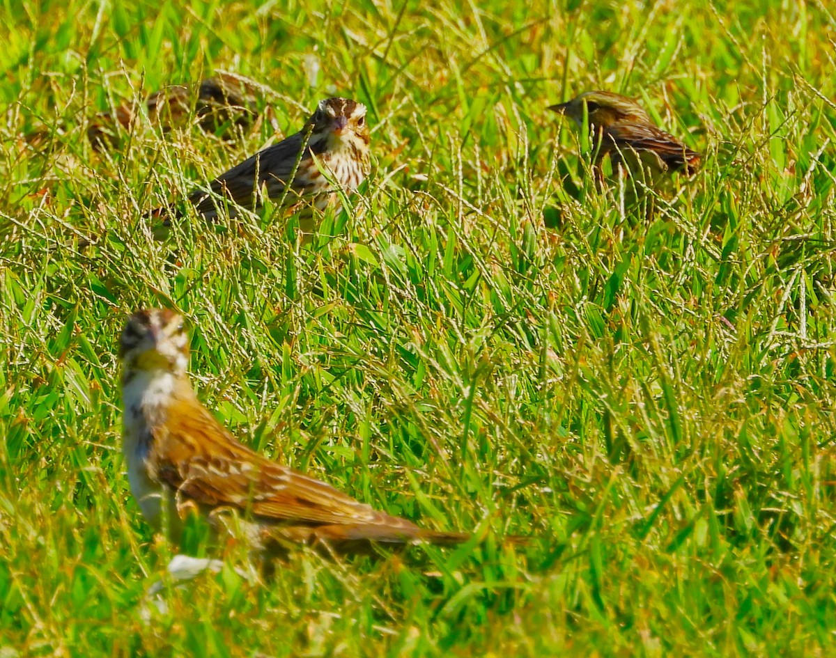 Savannah Sparrow - ML623817601