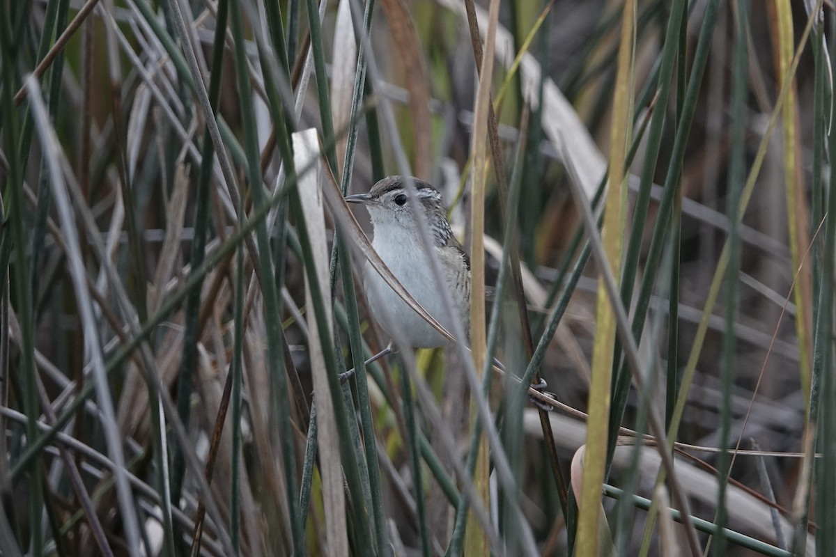 Marsh Wren - Terri Cuthriell