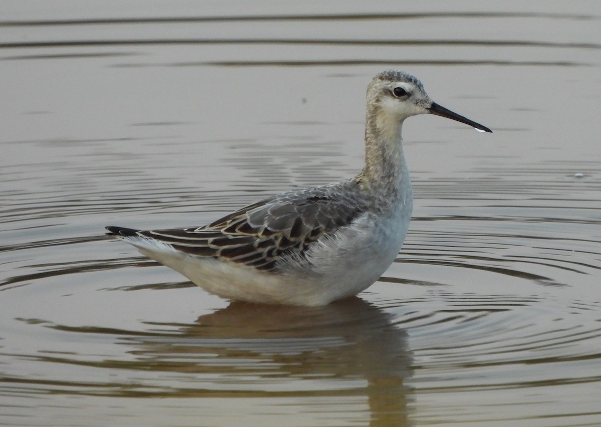 Wilson's Phalarope - ML623817626