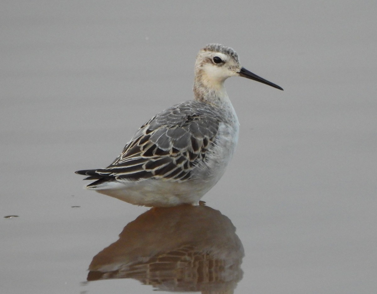 Wilson's Phalarope - ML623817631