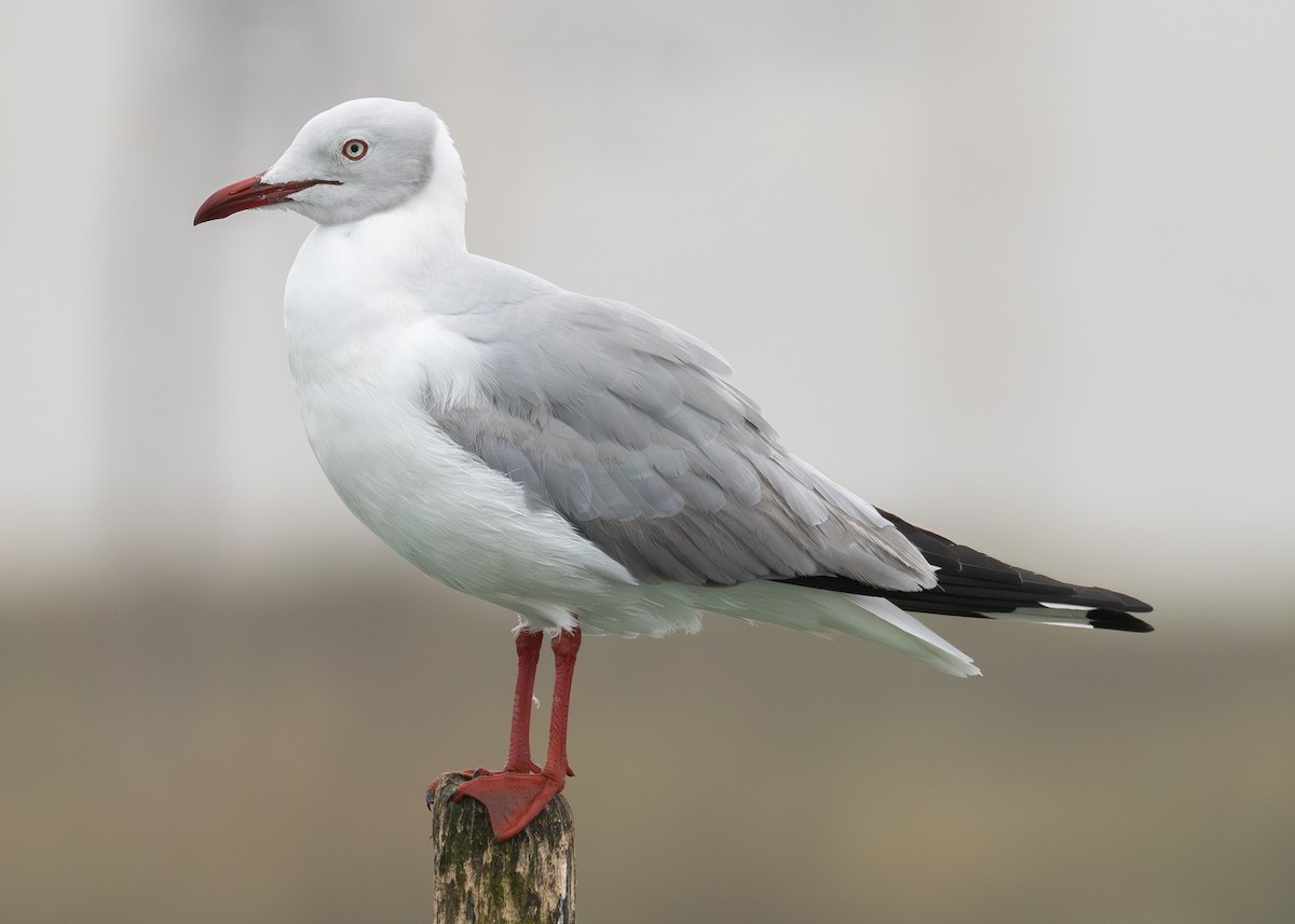 Gray-hooded Gull - ML623817637