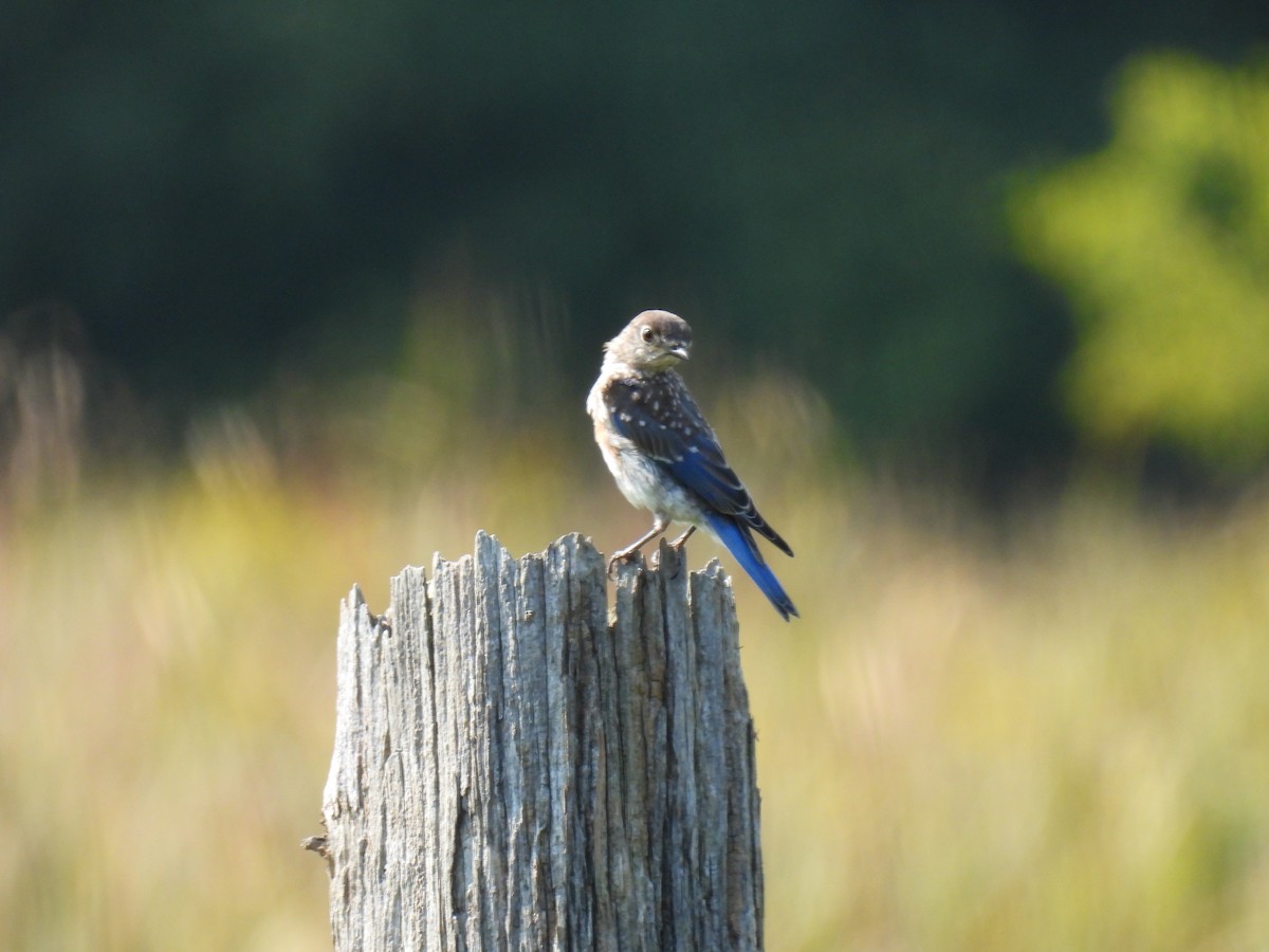 Eastern Bluebird (Eastern) - Kristina Beeby Curtis