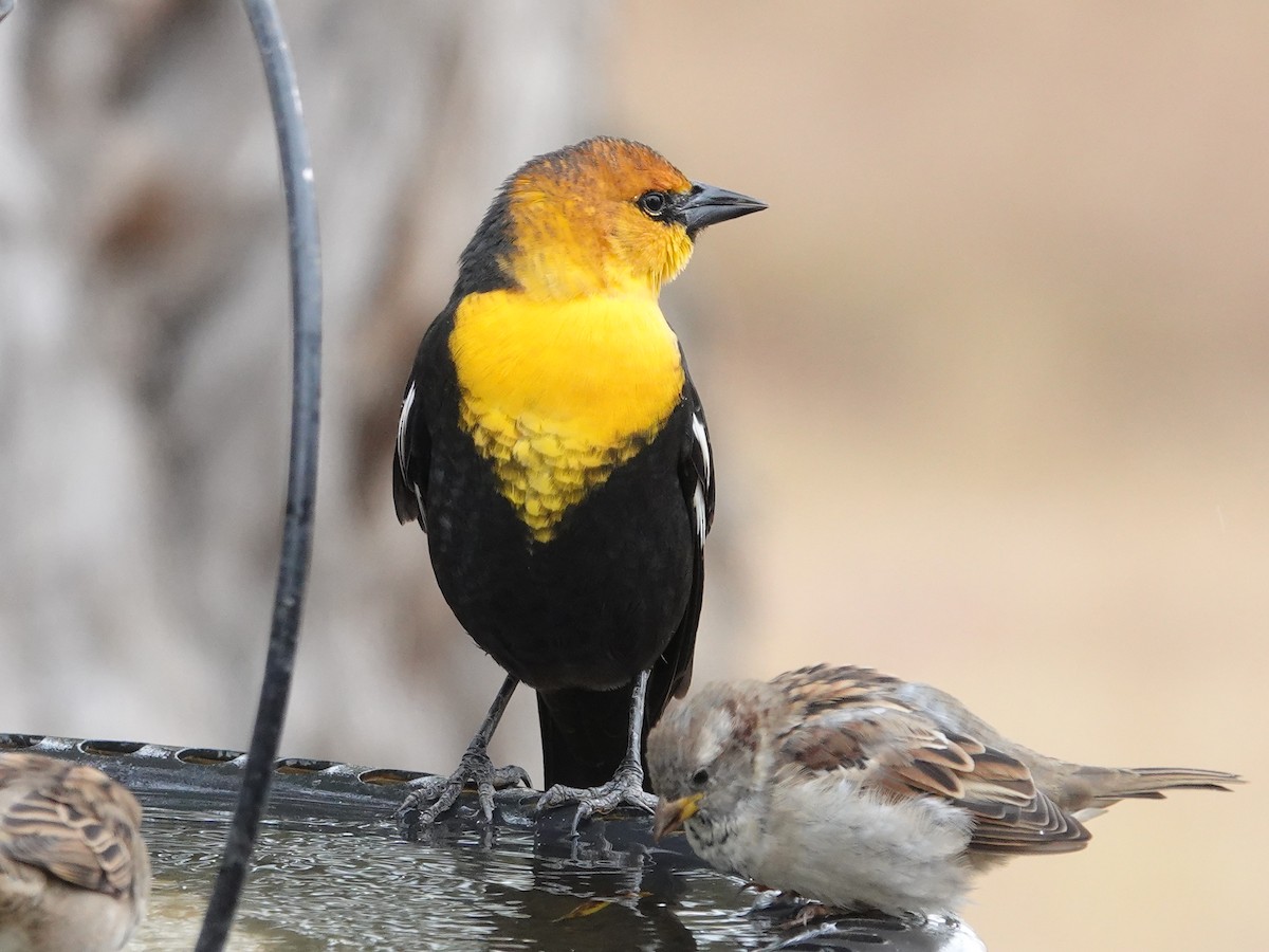 Yellow-headed Blackbird - ML623817647