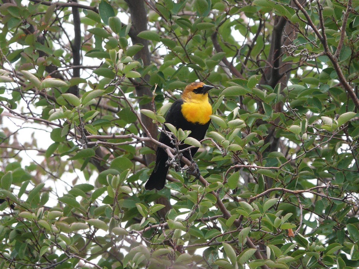 Yellow-headed Blackbird - ML623817648