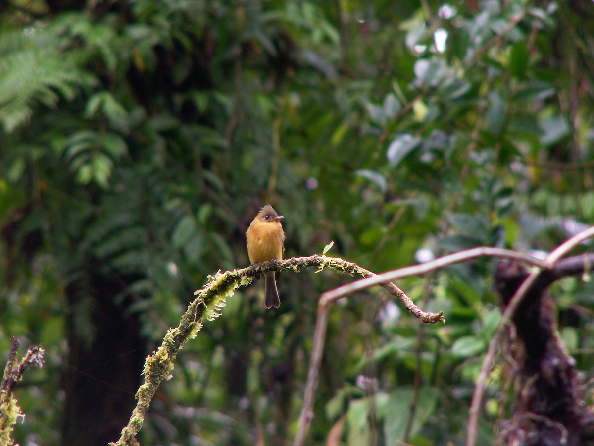 Tufted Flycatcher - ML623817649