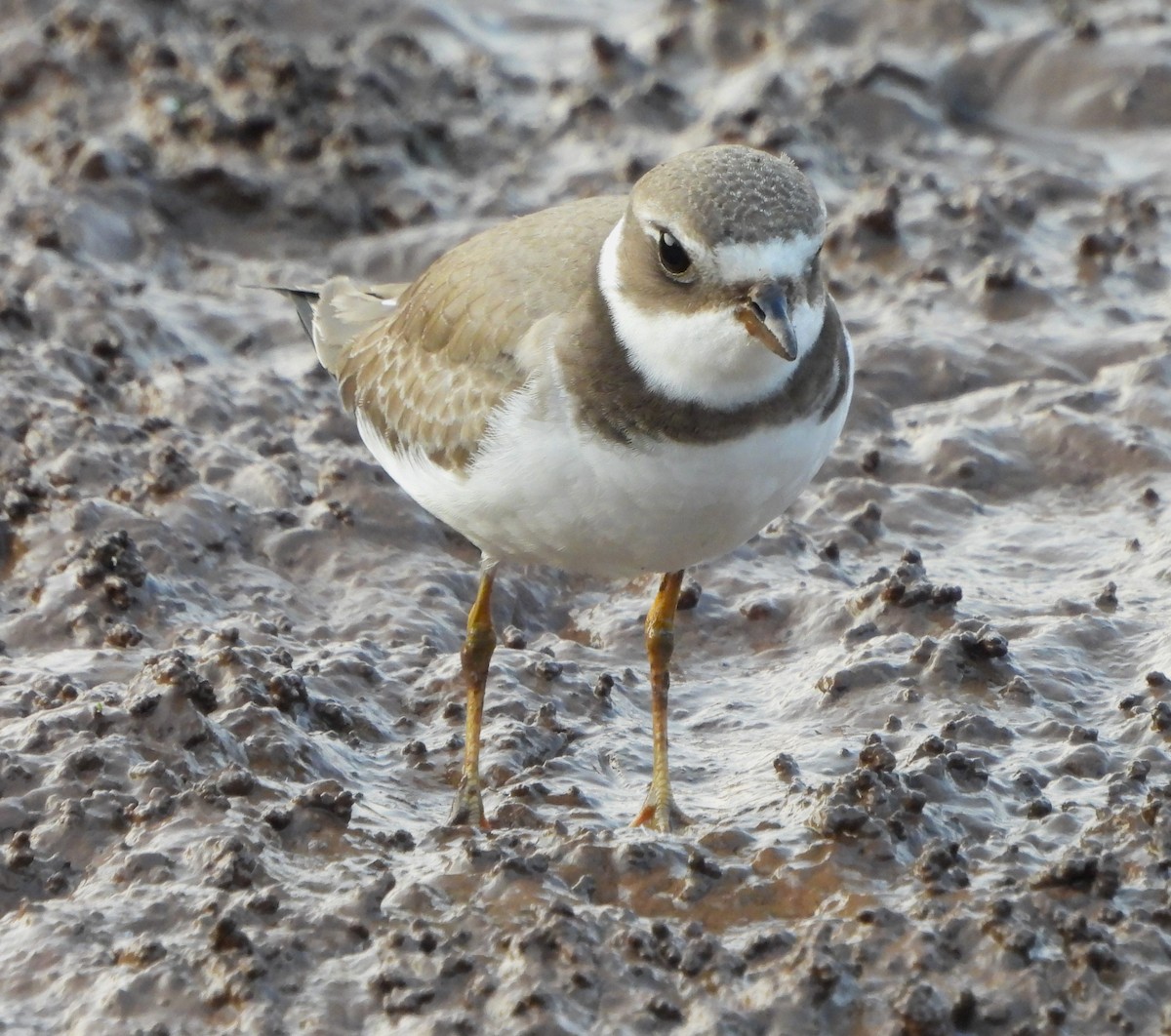 Semipalmated Plover - ML623817653