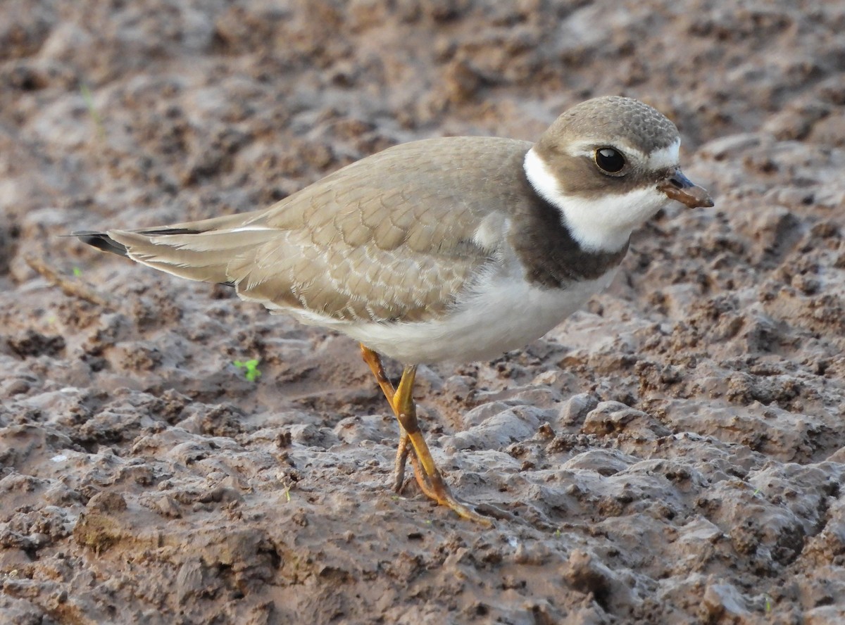 Semipalmated Plover - ML623817654