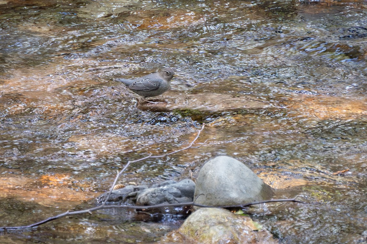 American Dipper - ML623817684