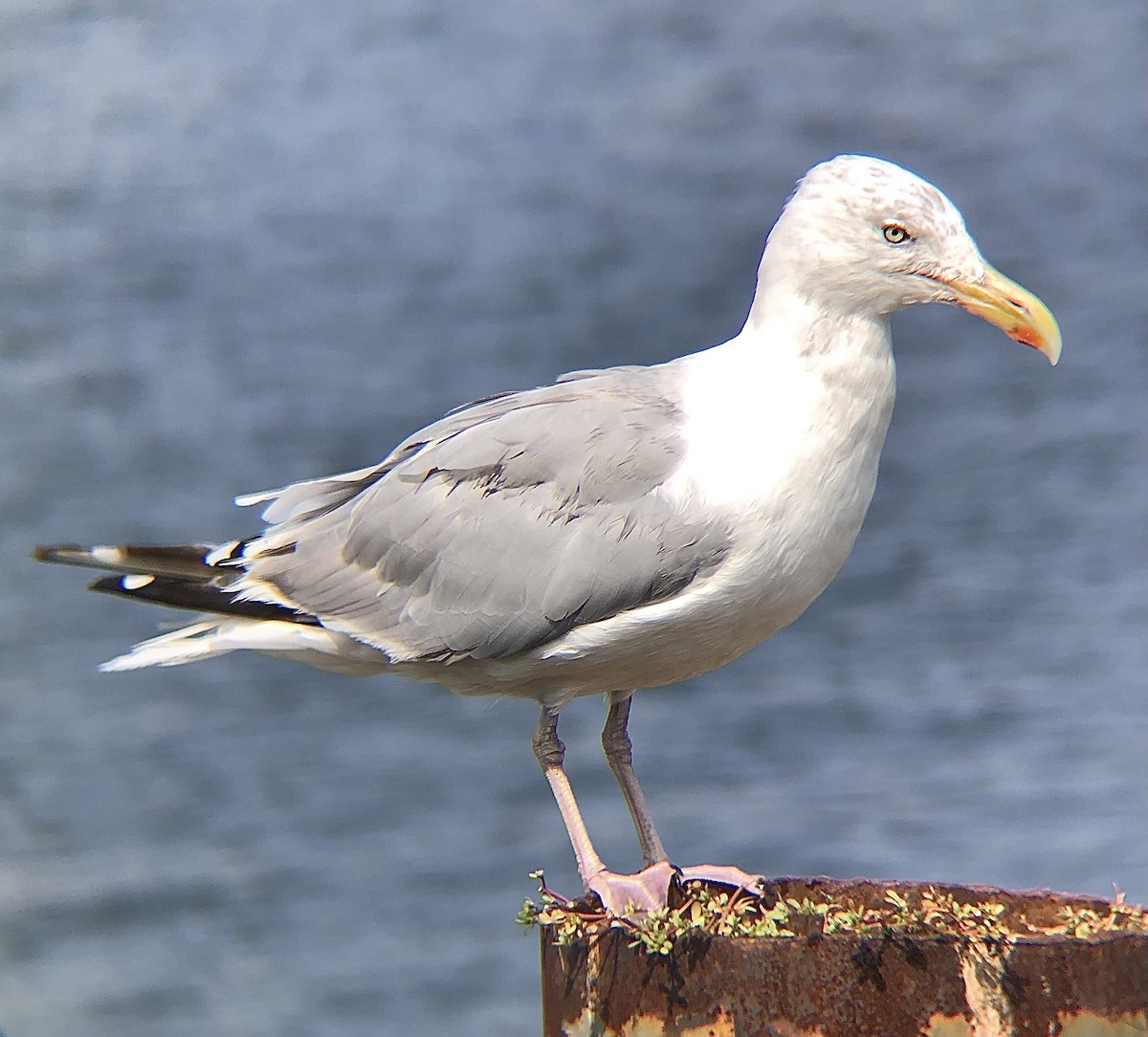 Gaviota Argéntea (americana) - ML623817702