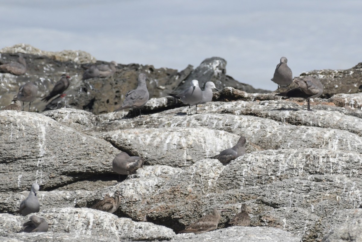 Gray Gull - ML623817712