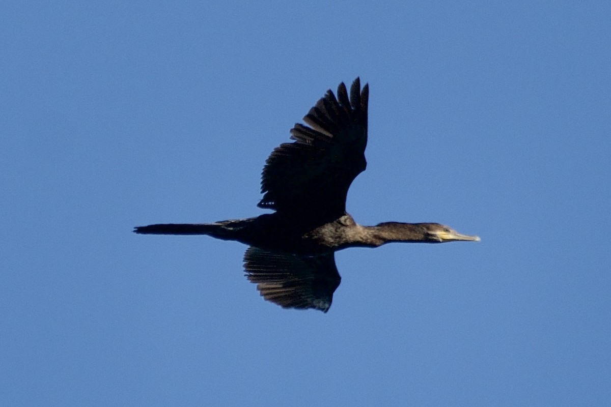 Neotropic Cormorant - Tim DeJonghe