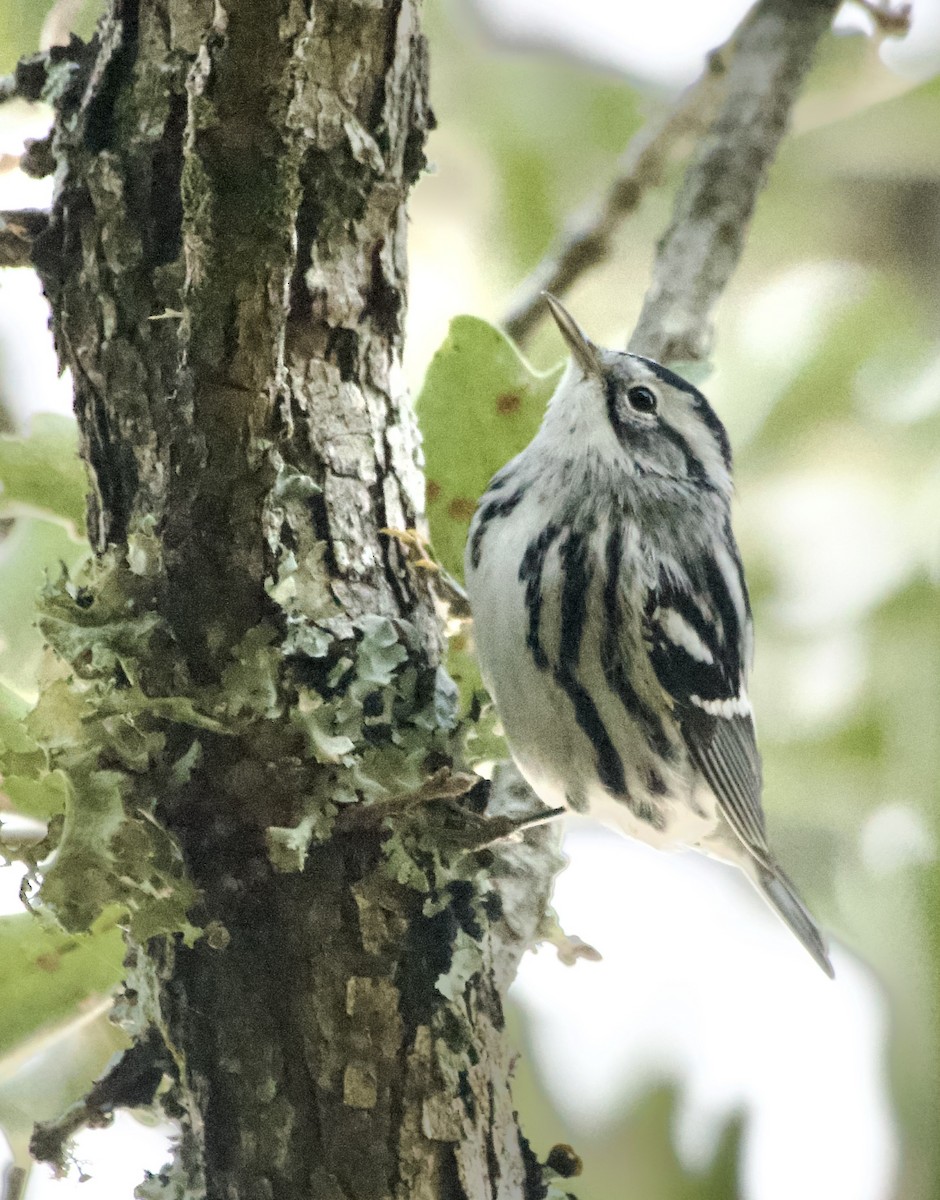 Black-and-white Warbler - ML623817719
