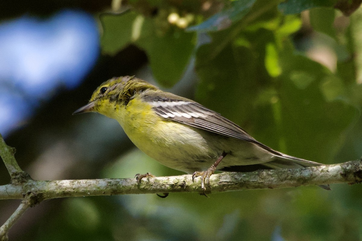 Pine Warbler - ML623817729