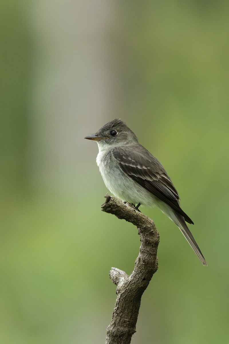 Eastern Wood-Pewee - ML623817731