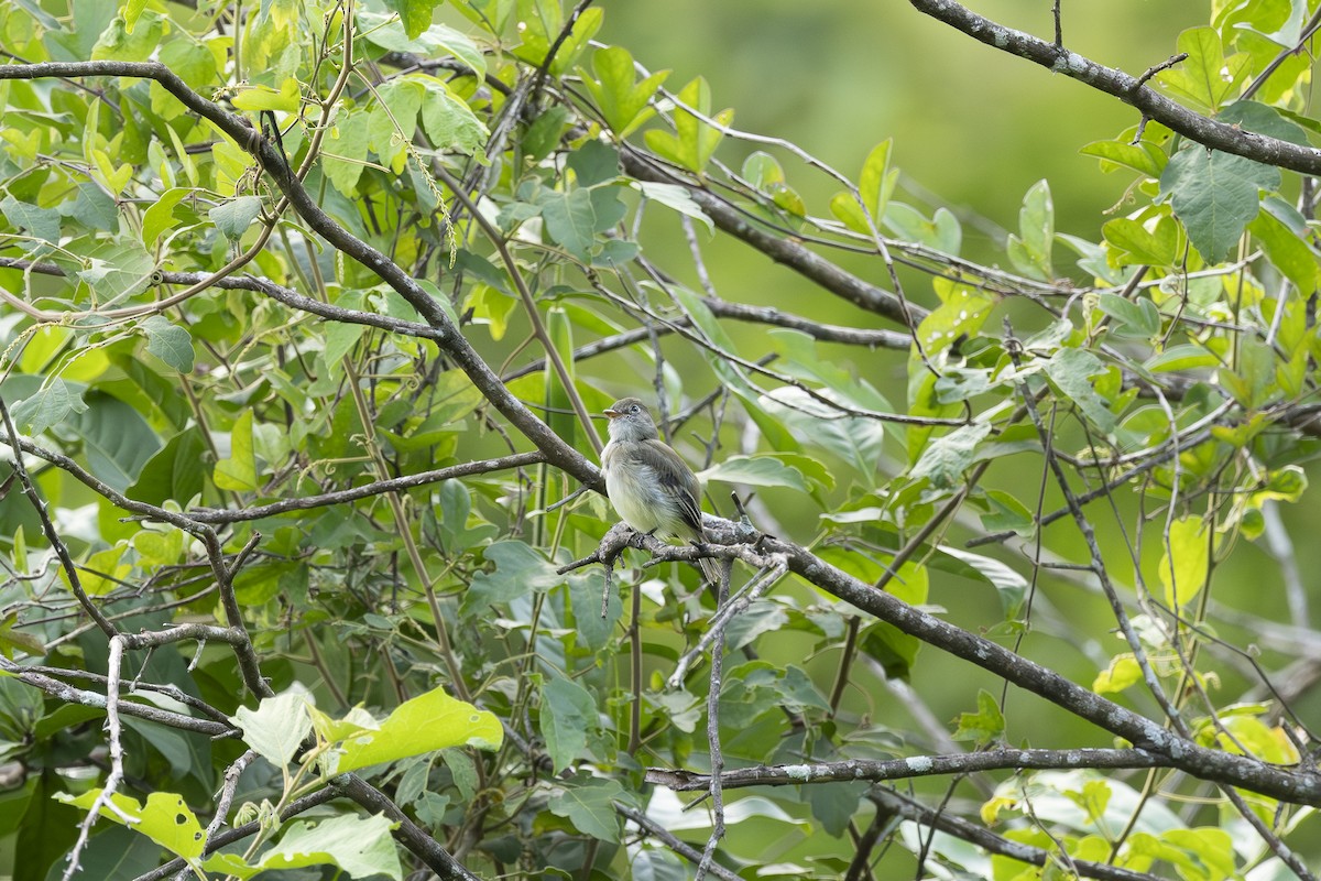 Least Flycatcher - ML623817736