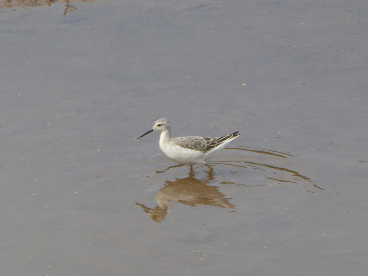 Wilson's Phalarope - ML623817758