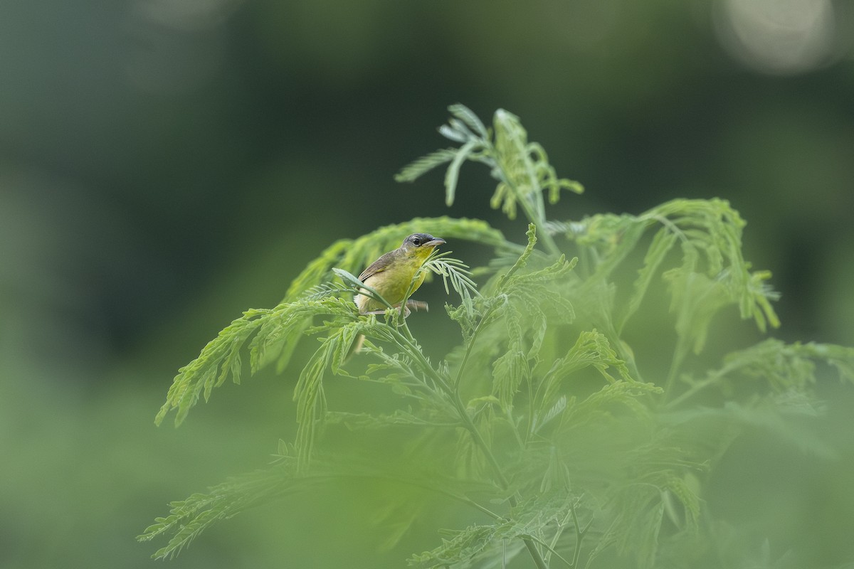Gray-crowned Yellowthroat - ML623817760