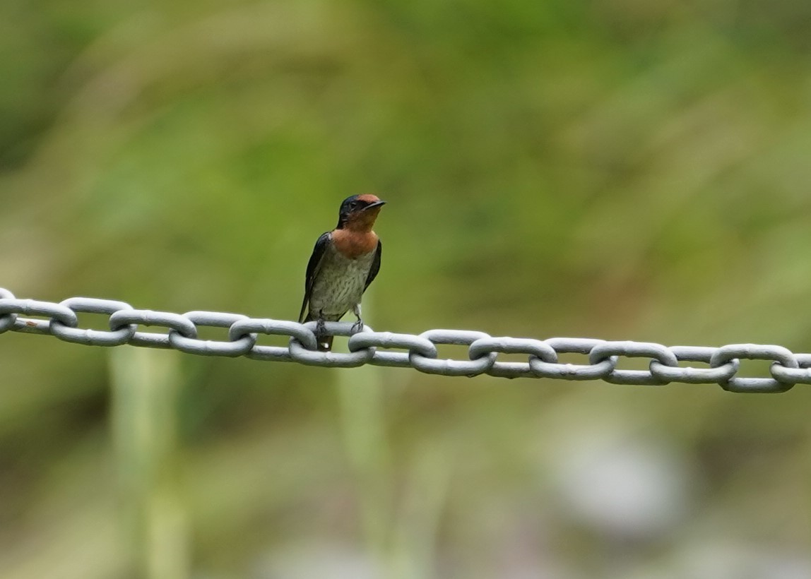 Pacific Swallow - ML623817803